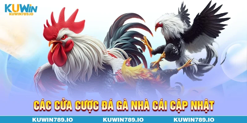 Các cửa cược đá gà nhà cái cập nhật